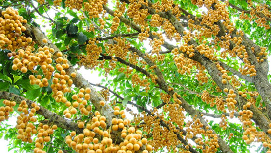 Vườn trái cây Lái Thiêu xum xuê trái